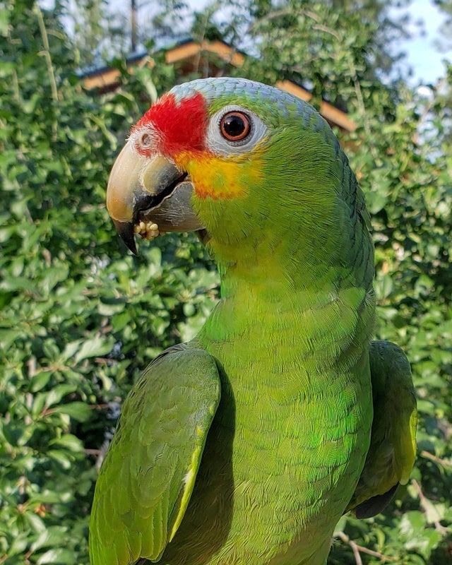 Amazon Parrot Feather Display